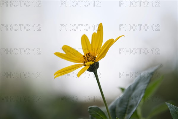 Jerusalem artichoke