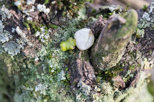 European mistletoe