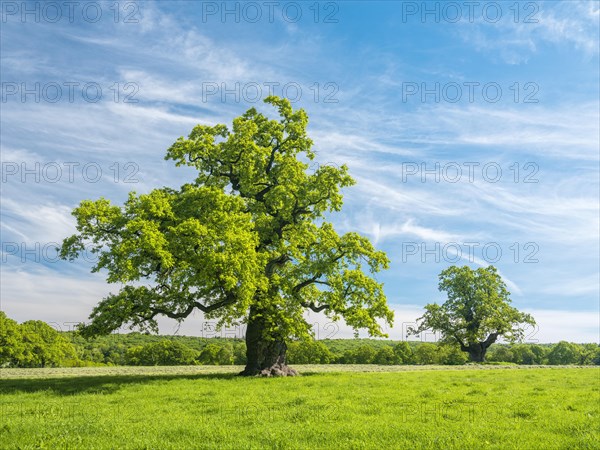 Meadow with old gnarled solitary english oak