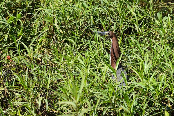 Rufescent tiger heron