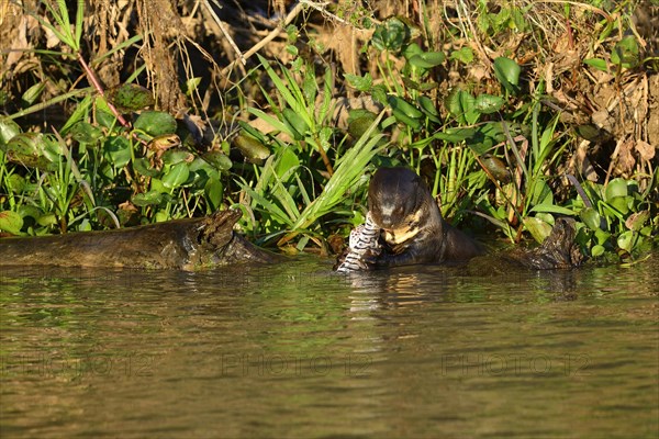 Giant otter