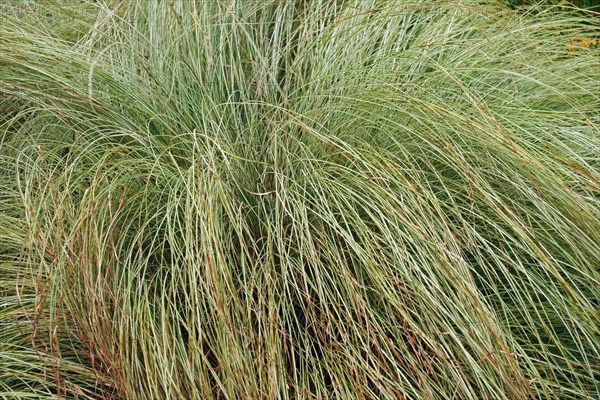 Japanese grass sedge