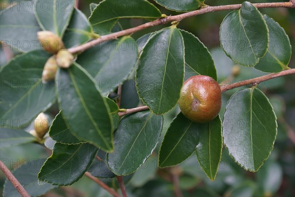 Tea oil camellia