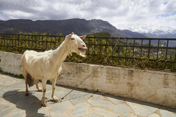 Spring in Crete