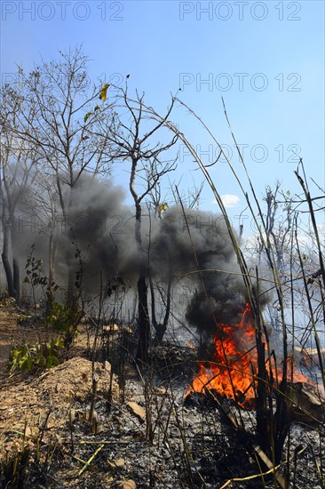 Burning vegetation in a bushfire