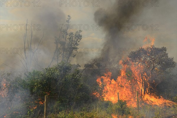 Burning vegetation in a bushfire