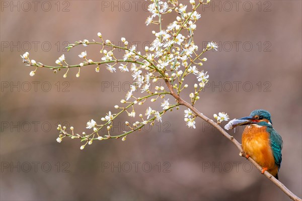 Common kingfisher