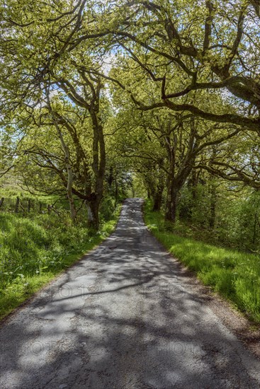 Scottish single track road street lined with old oak trees in spring