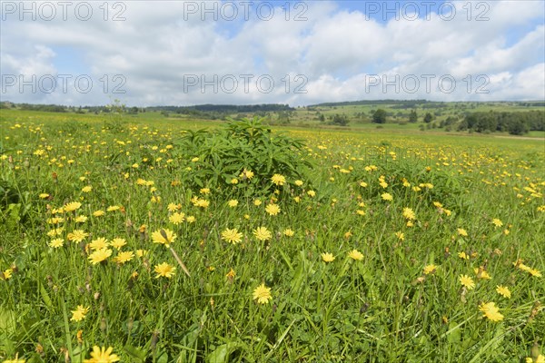 Typical Rhon landscape in summer