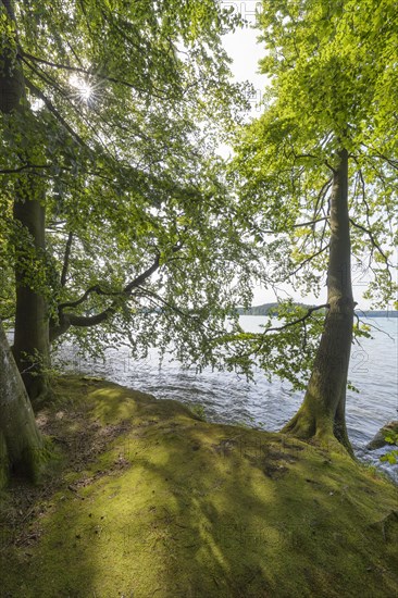 Lakeside in summer