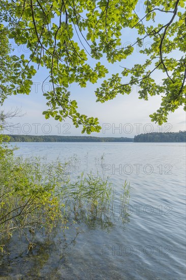 Lakeside in summer