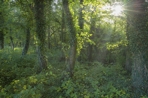 Forest in the morning with sun