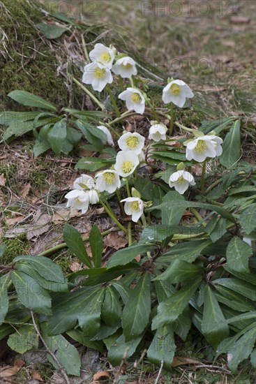 Helleborus niger