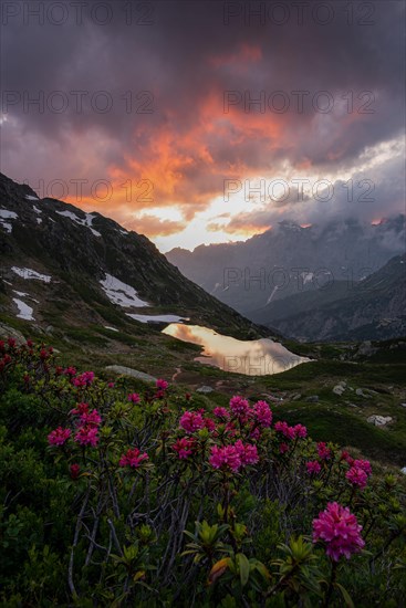 Rusty-leaved alpenrose