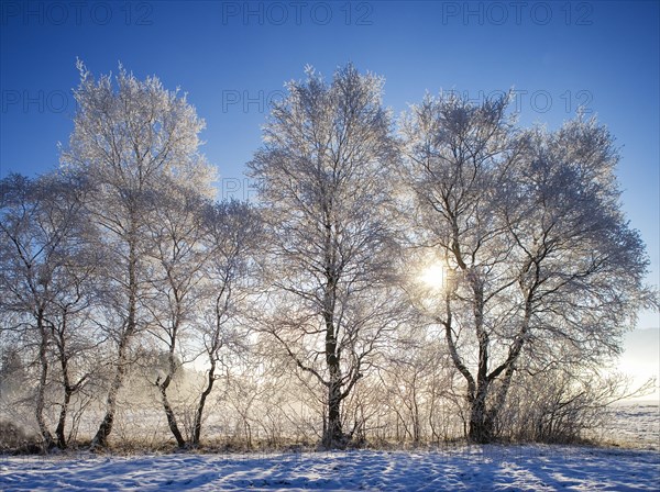 Sunbeams shining through a snow-covered group of warty birch