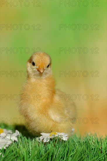 Chicken chick