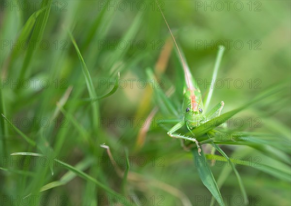 Great green bush cricket