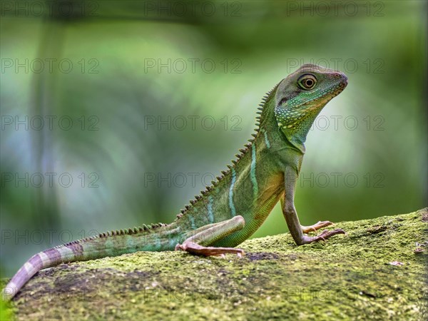 Green water dragon