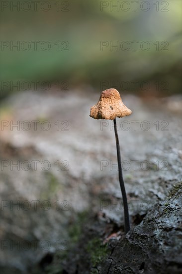 Marasmius alliaceus