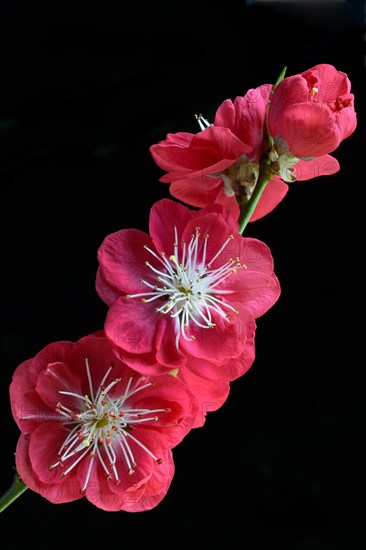 Blossoms of the Japanese peach tree