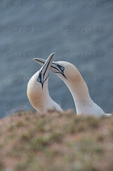 Northern gannet