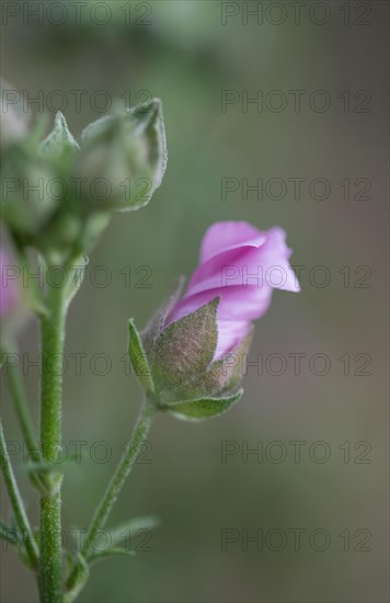 Greater musk-mallow