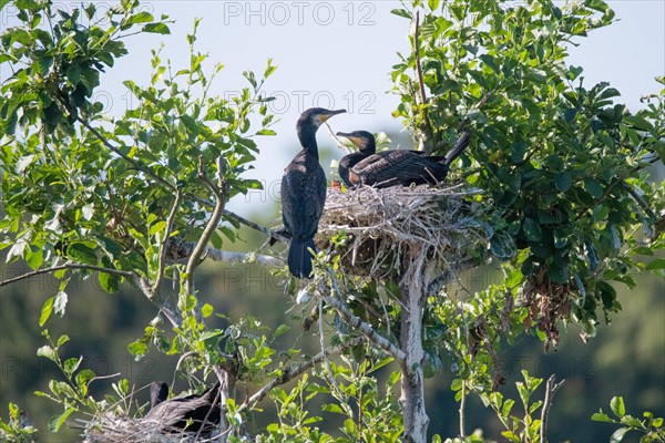 Great cormorant