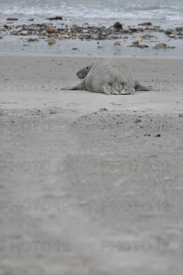 Grey seal