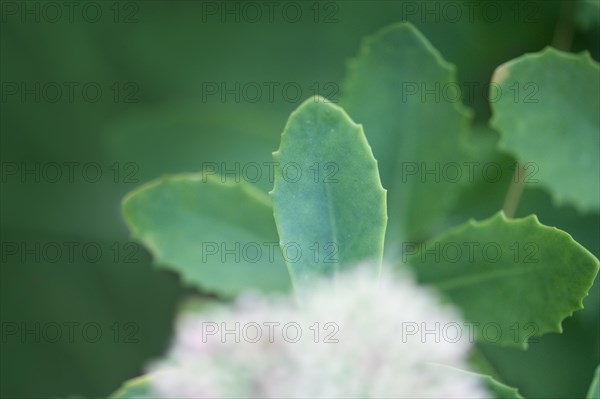 Showy stonecrop