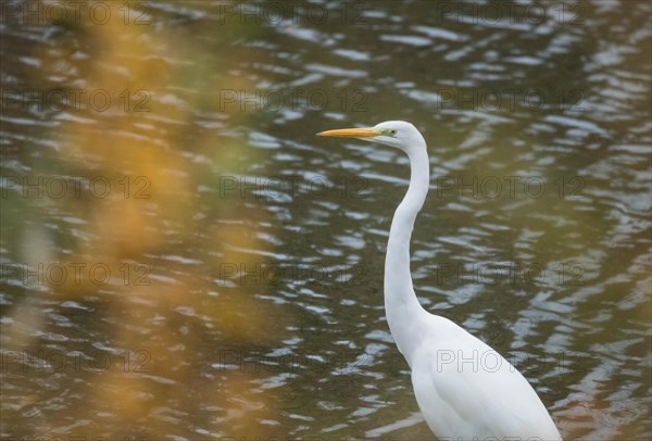 Great egret