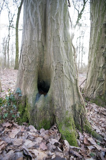 Water pot in old tree