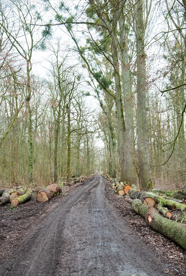 Forestry in the forest