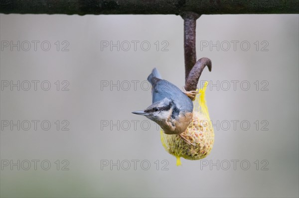 Eurasian nuthatch