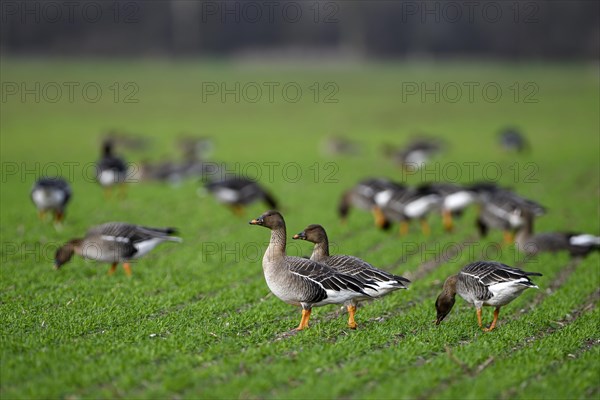 Bean goose