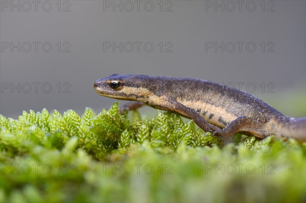 Common newt