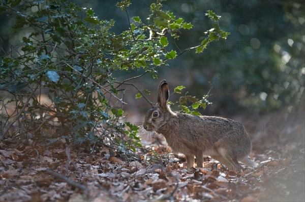 European hare