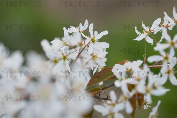 Snowy mespilus