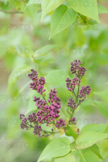 Common lilac