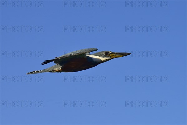 Ringed kingfisher