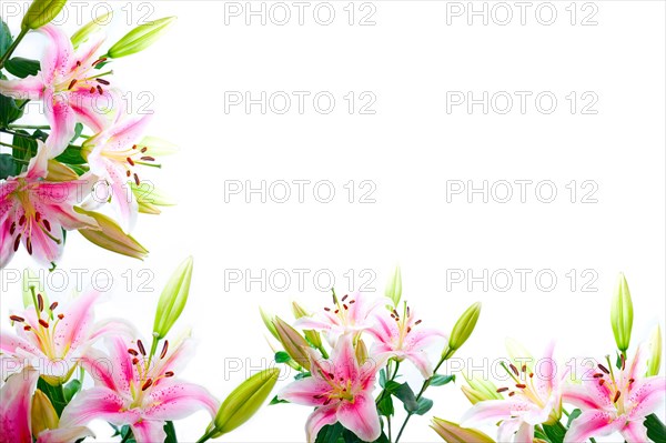 Lily flowers composition frame over white copyspace