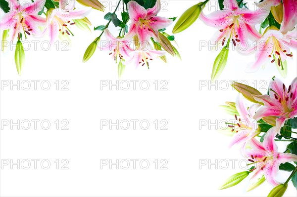 Lily flowers composition frame over white copyspace