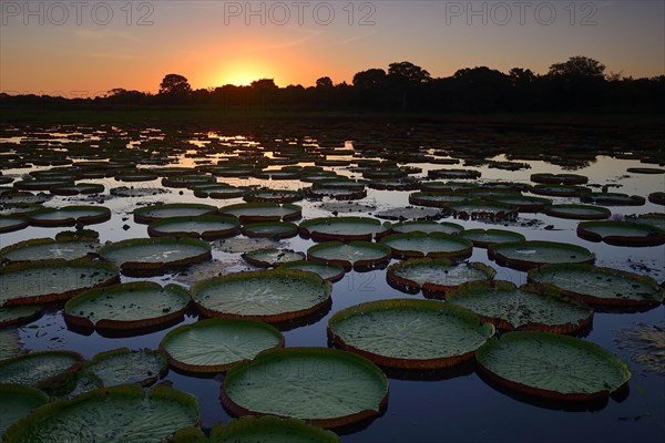 Sunset over a pond with amazon water lily