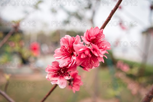 Japanese Cherry