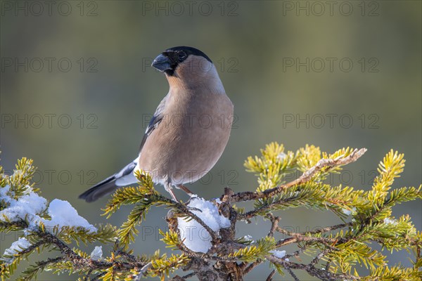 Bullfinch or eurasian bullfinch