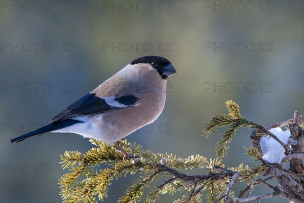 Bullfinch or eurasian bullfinch