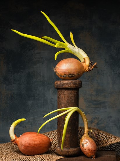 Food photography