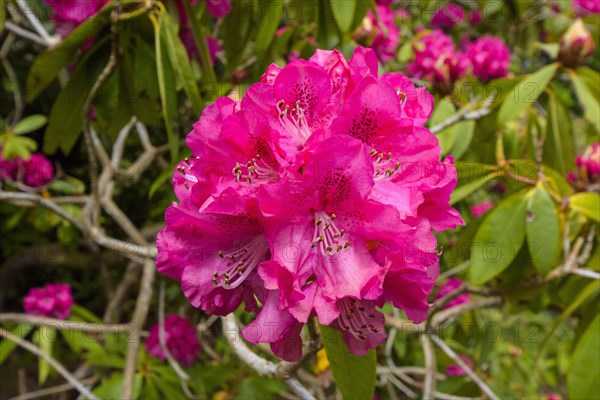 Pink flowering rhododendron bush in spring