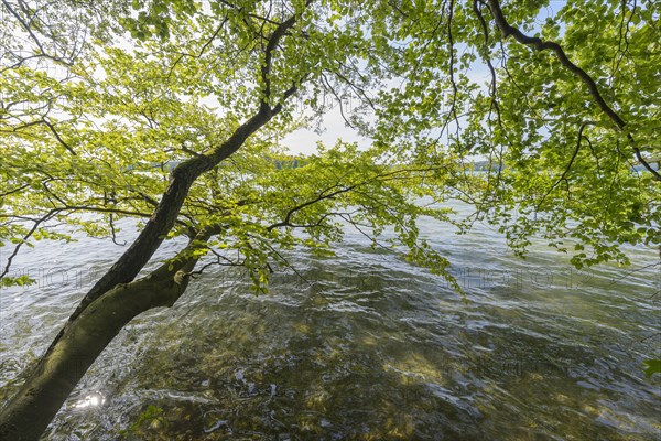 Lakeside in summer