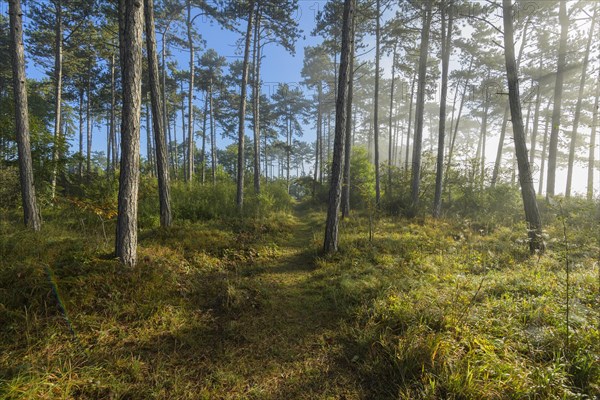 Forest path in the morning with fog