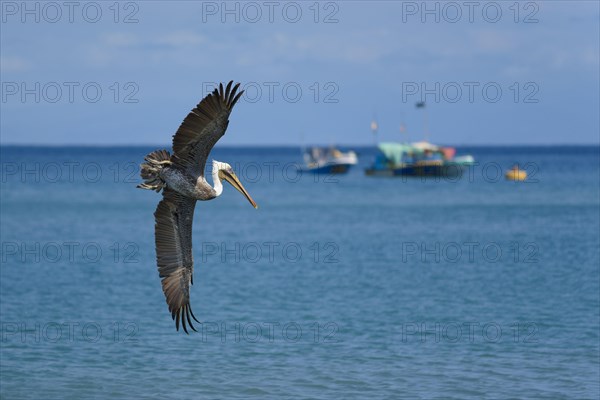 Brown pelican